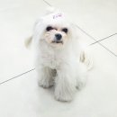 엘케이동물의료센터