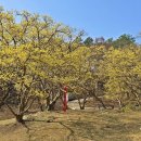 이천산수유마을 이미지