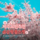 캠퍼스프라자(민간개방화장실) | 🛍️관광객은 모르는, 제주도민이 추천하는 진짜 제주 벚꽃 명소 BEST 5 🌸