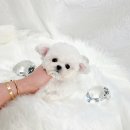 어벤져스켄넬 탑클래스펫 강아지분양 이미지