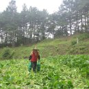 효산농장 이미지