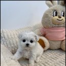 고려애견 이미지