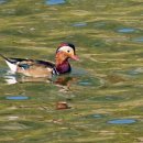 한강오리 이미지