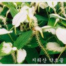 삼백초 이미지