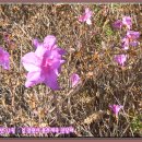 사파동276 이미지