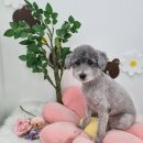 뽀독(BBODOG) 이미지