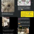 퍼피몽 네이버블로그