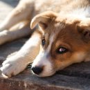 송파원동물병원 이미지