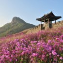 황매산 철쭉제 이미지