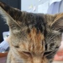 24시 인천동물병원 치료해주오 | 송도 24시 오케이 동물병원 의료센터 유기묘 고양이 입양 치료 장단점 후기(건강검진,범백,파보,심장...