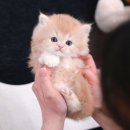 부산고양이분양 미유펫 이미지