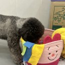대구애견호텔 애견유치원 모여라솜뭉치 본점 | 대구애견유치원 대구애견호텔 모여라솜뭉치 본점