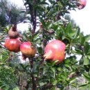 궁평농장 이미지