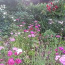 자갈밭 민박 이미지