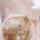 네코모리 이미지