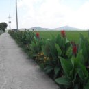 아산마을진입로 이미지