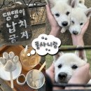백호켄넬 | [안성] 가볼만한곳 카페 추천 귀여운 풍산개가 있는 자연 속 힐링공간 카페 풍사니랑