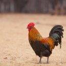 동신부화장 이미지