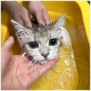 더 빛나개 이미지