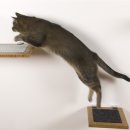 도도한고양이 이미지