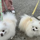 대죽서로 | 남악 카페 그레이레이지 애견동반방문 후기