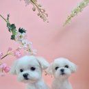 도그루밍 이미지