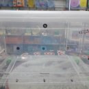 도리순이 이미지