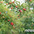 밀양꾸지뽕 영농조합법인 이미지