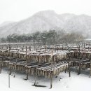 황태덕장 이미지