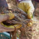 진도농장 이미지