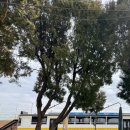 마레마레 송정(폴마레) 이미지