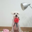 뭉치, 그루밍 이미지