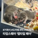 브리더독 | 영등포 타임스퀘어 팝업스토어 렙타일 페어 후기 | 거북이, 도마뱀 파충류 구경하기