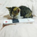 동글동글 Daum카페