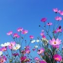 아름다움 이미지