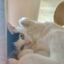 펫유동물병원 이미지