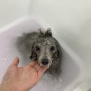 bbodog(뽀독) 이미지