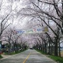 익산농협춘포지점 | 4월 12일(일) 벚꽃 실시간, 지금 가도 만개!. 익산 웅포 벚꽃축제 마지막 날. 내일부터 벚꽃비가 내릴듯~