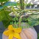 써니님 방글방글 이미지