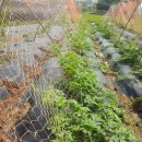 주렴농장 이미지