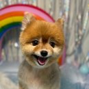 서른살나의펫 이미지