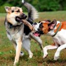 우리덕구동물병원 이미지