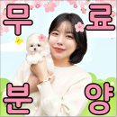 GR(대구광역시 달성군)-[대실역남로4길]-상-1 | 구미미니비숑분양 강아지입양 꼭 확인해야할 테디럽 후기