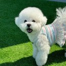 은실고가길 | [평택/애견유치원] 펫레터_평택 애견 유치원 추천(2년간 다녀본 찐 후기)