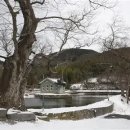 고목 - 창원시 성산구 | 고목