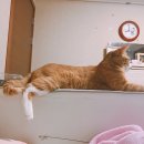 말랑슈슈