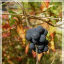 ﻿목숨을 지켜 준 약초, 방기(댕댕이 덩굴)| 이미지