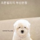 코튼빌리지 부산본점 | [부산/분양샵] 코튼빌리지 부산본점 반려견 입양을 고민한다면 추천하고 싶은 곳