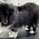 살롱 꼬미'S 이미지