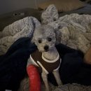 홍금동물병원 이미지